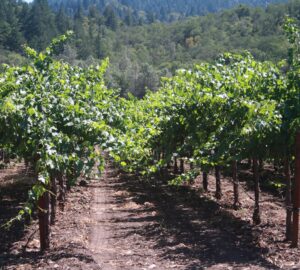 Vineyard in Napa valley
